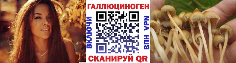 хочу наркоту Данилов Псилоцибиновые грибы Psilocybine cubensis